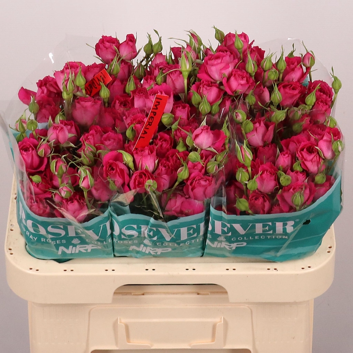 <h4>R TR IMPERIAL ROSEVE</h4>