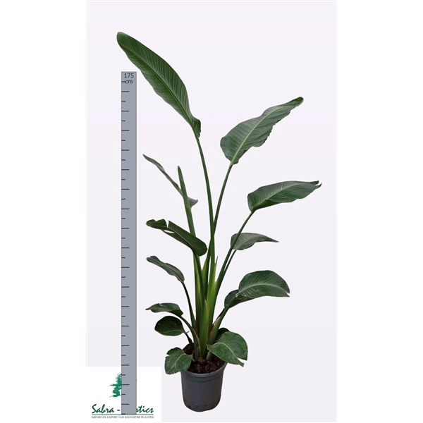 <h4>Strelitzia alba Augusta</h4>