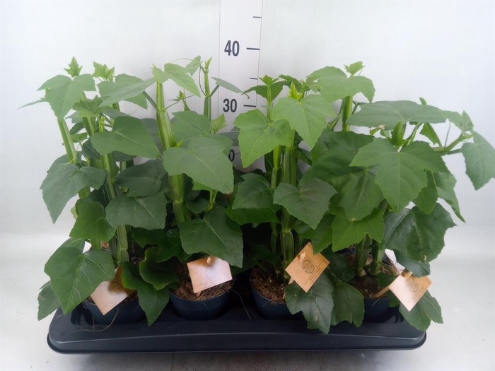 <h4>Cissus ...</h4>