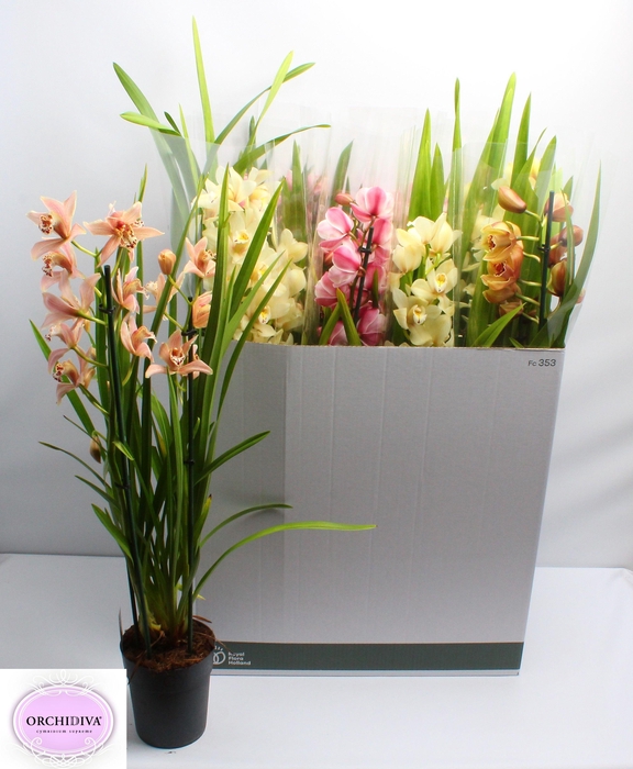 <h4>CYMB GEMENGD</h4>