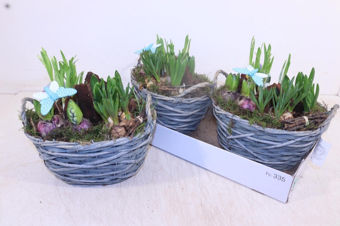 <h4>ARR BOL KNOLGEWAS</h4>