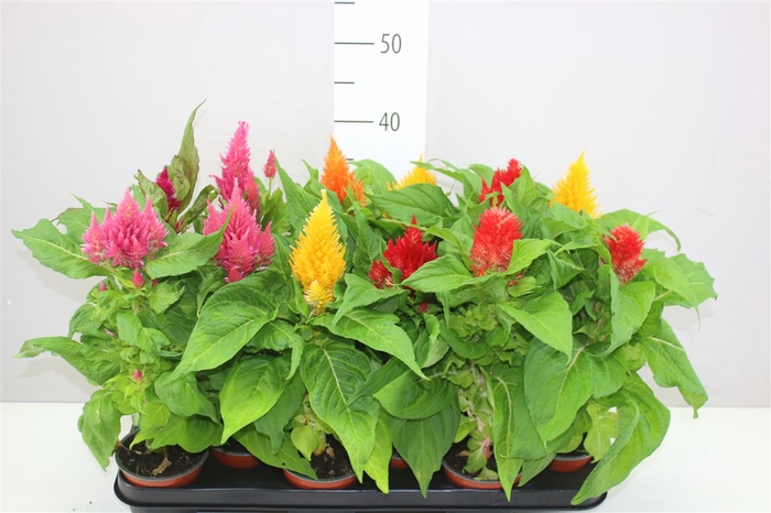<h4>Celosia Arg Plumosa Gemengd</h4>