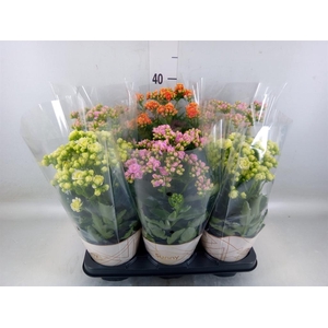 Kalanchoe   ...