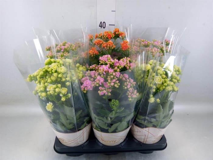 <h4>Kalanchoe   ...</h4>
