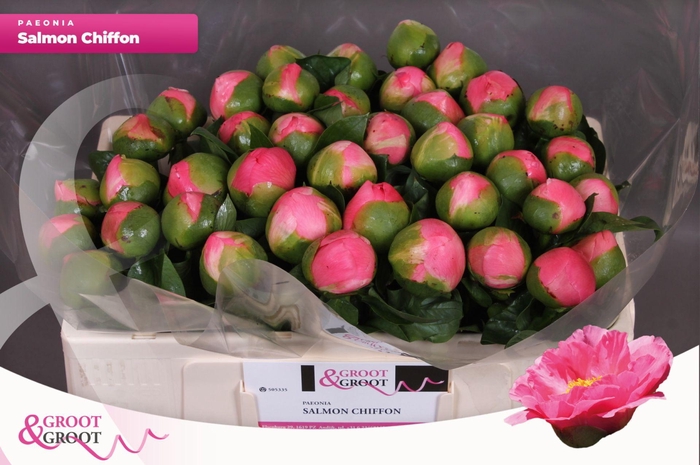 <h4>Paeonia Salmon Chiffon | Heavy Quality</h4>