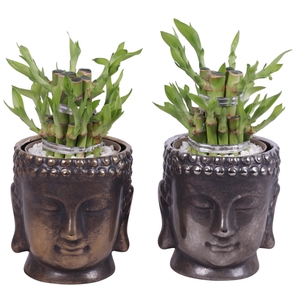 Lucky Bamboo Shape Round 2S in Ceramic Buddha Gold/Silver Ø12cm