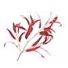 Eucalyptus Velvet Red