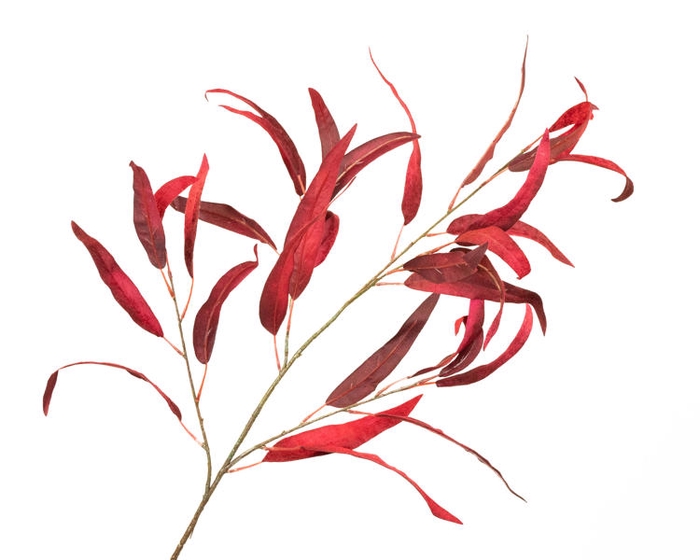 <h4>Eucalyptus Velvet Red</h4>