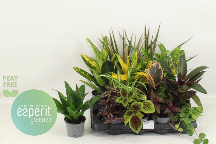 <h4>KAMERPL GEM OV</h4>