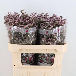 Limonium Safora Oshi Pink Imani