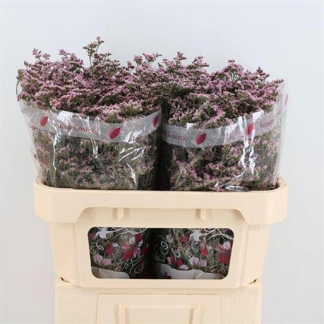 <h4>Limonium Safora Oshi Pink Imani</h4>