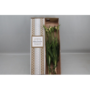 Barendse Freganzia Belleville Freganzia box