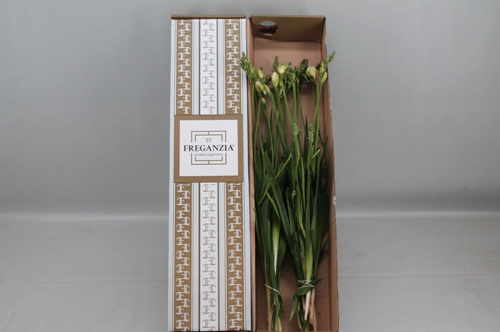 <h4>Barendse Freganzia Belleville Freganzia box</h4>