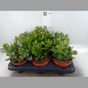 Crassula   ...mix