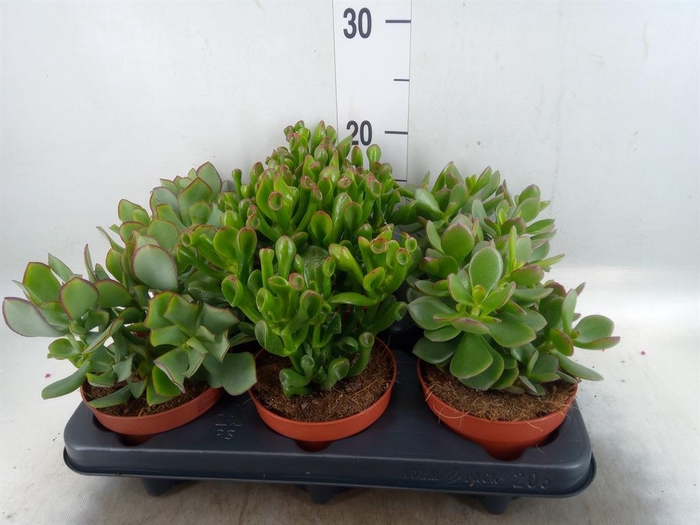 <h4>Crassula   ...mix</h4>