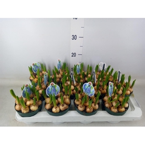 Muscari  'Big Smile'
