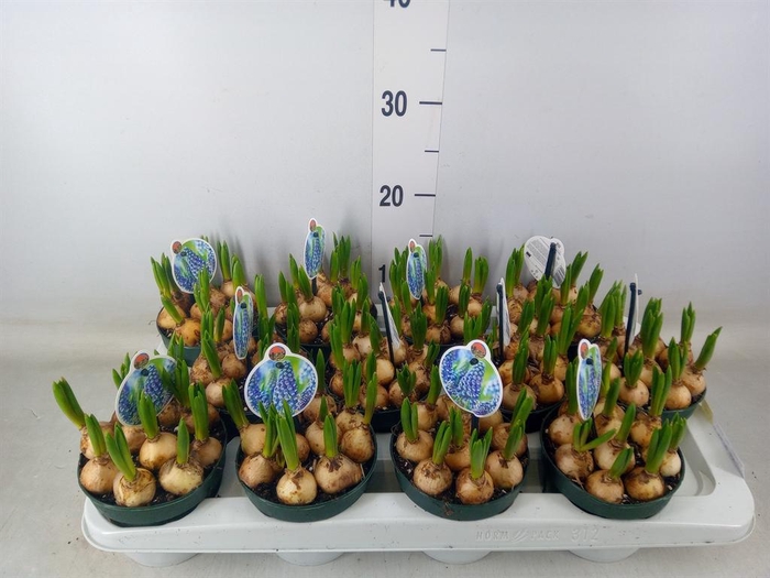 <h4>Muscari 'Big Smile'</h4>