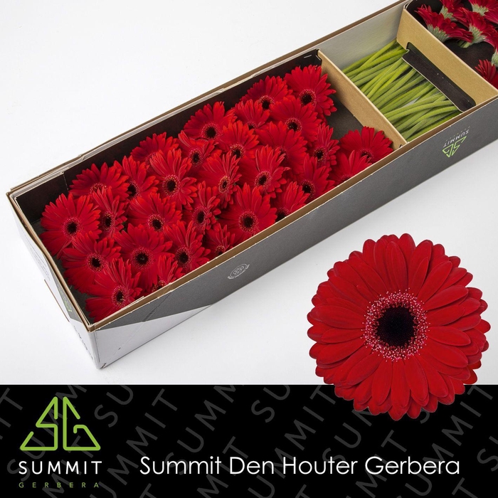 <h4>Germini Black Tie Doos</h4>