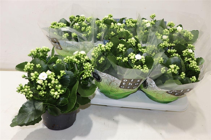 <h4>Kal Ge Whites White</h4>