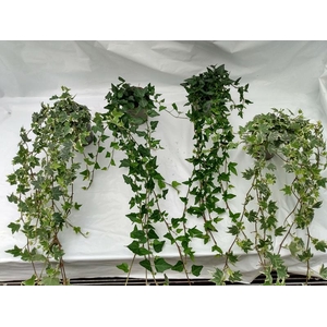 HEDERA HELIX p11