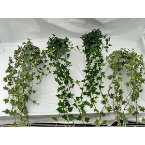 HEDERA HELIX P 11