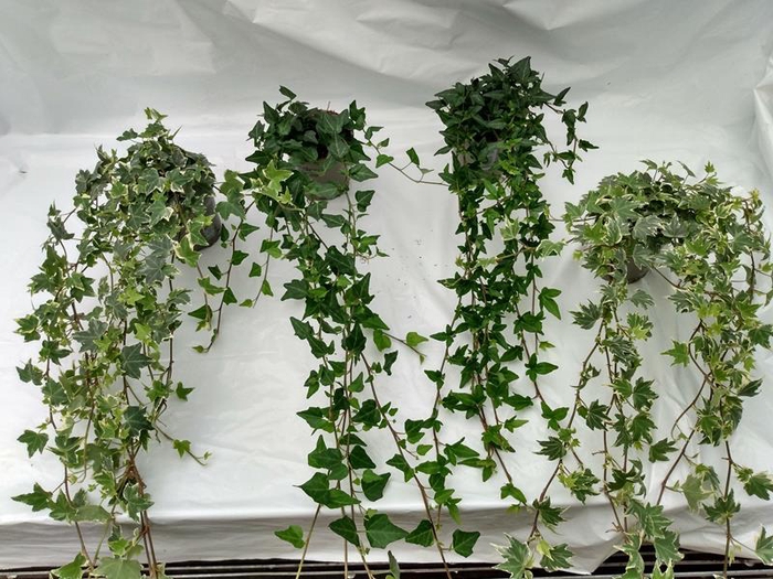 <h4>HEDERA HELIX P 11</h4>