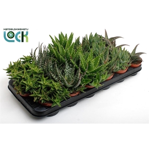 Aloe gemengd