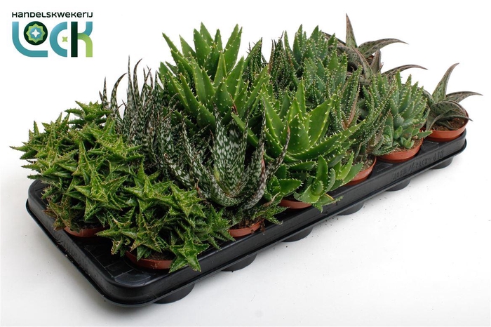 <h4>Aloe gemengd</h4>