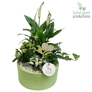 SP003 Loes Light Green