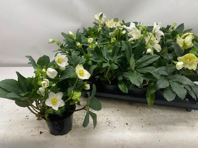 <h4>HELL NI HAPPY DAY</h4>