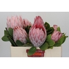 Protea Cynaroides