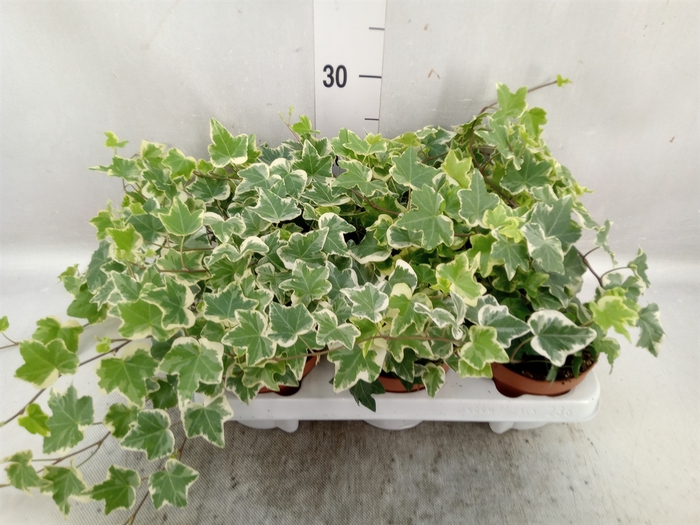 <h4>Hedera helix 'Tonny'</h4>