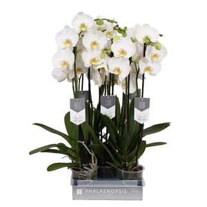 Phalaenopsis Anthura Nottingham