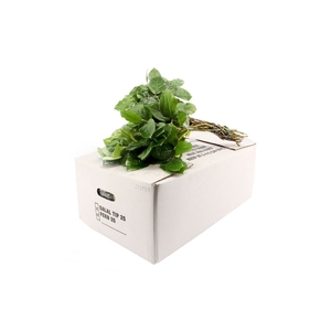 SALAL MINI