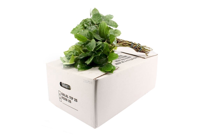 <h4>SALAL TIPS WHITE BOX AIR</h4>