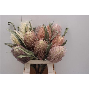Dr-banksia Mix