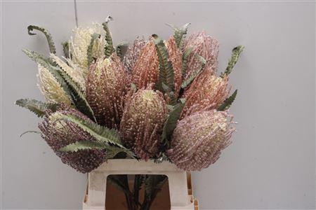 <h4>Dr-banksia Mix</h4>