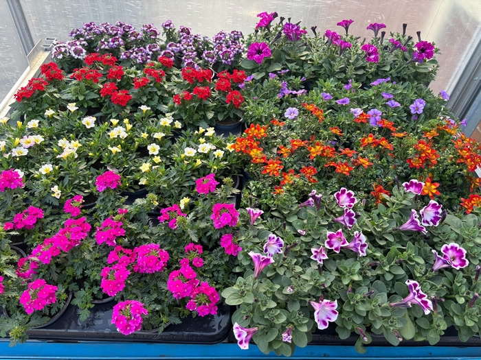 <h4>PERKPL MIXK</h4>