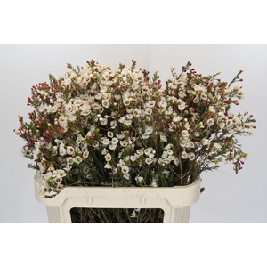 Chamelaucium Moonlight Delight