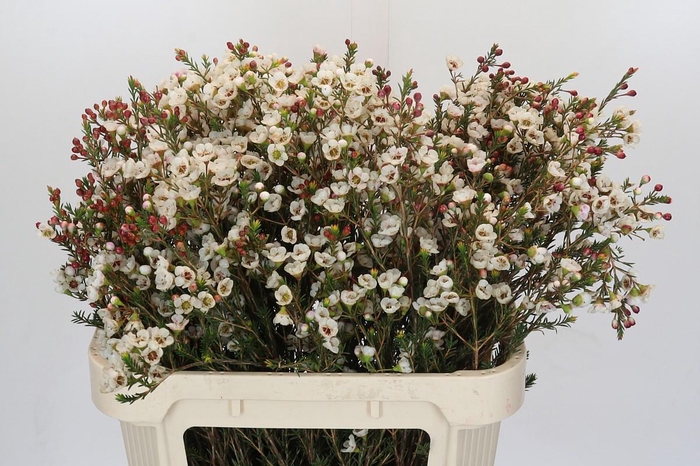 Chamelaucium Moonlight Delight