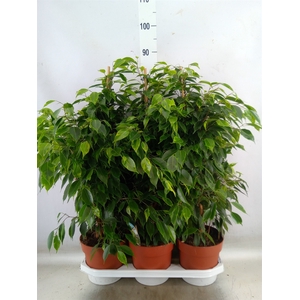 Ficus benja. 'Anastasia'