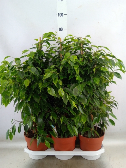<h4>Ficus benja. 'Anastasia'</h4>