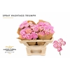 Rosa Spray #Ashtags Triumph