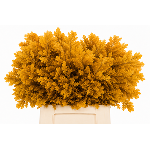 Quercus Preserved Yellow (oak,eik)