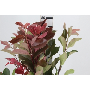 FOLH PHOTINIA VERMELHO 080 CM
