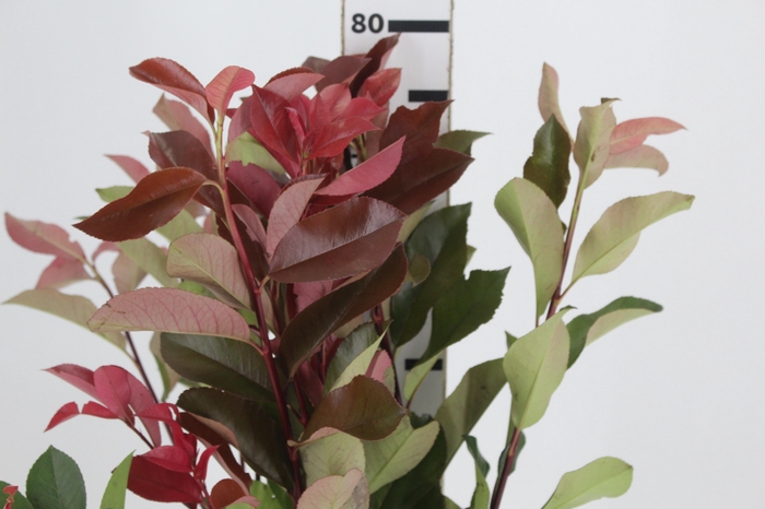 <h4>FOLH PHOTINIA VERMELHO 080 CM</h4>