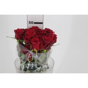 ROSA CHECKMATE 050 CM VERMELHO ESTUFA