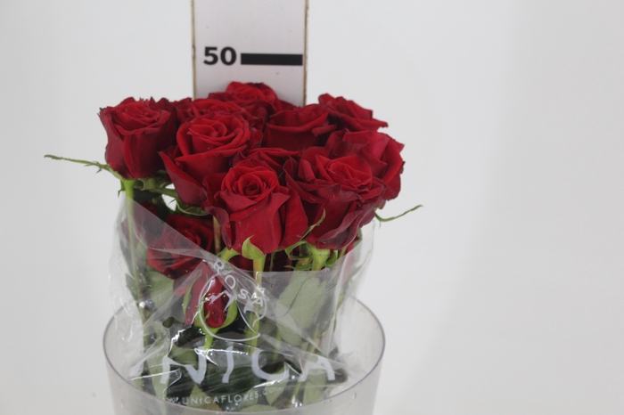 <h4>ROSA CHECKMATE 050 CM VERMELHO ESTUFA</h4>