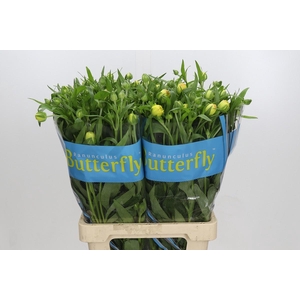 Ranunculus Butterfly Phytalos