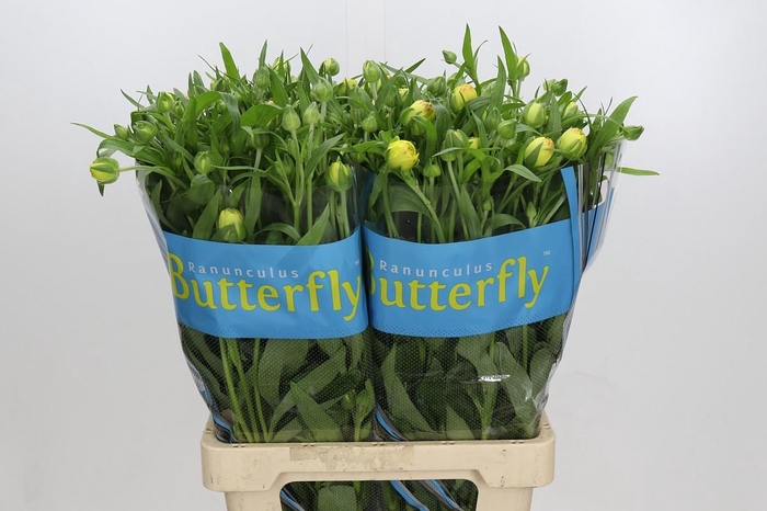 <h4>Ranunculus Butterfly Phytalos</h4>